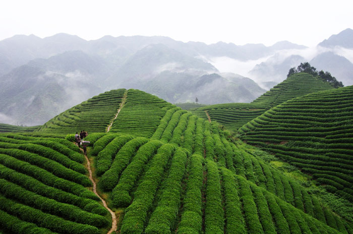 品牌形象與農業品牌定位有關系嗎?