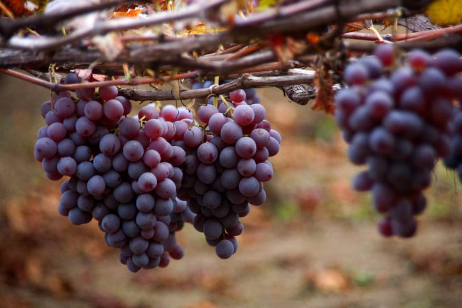 農業品牌營銷：葡萄品牌營銷好做嗎？怎么做呢？