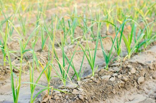 農業品牌策劃對企業有什么影響