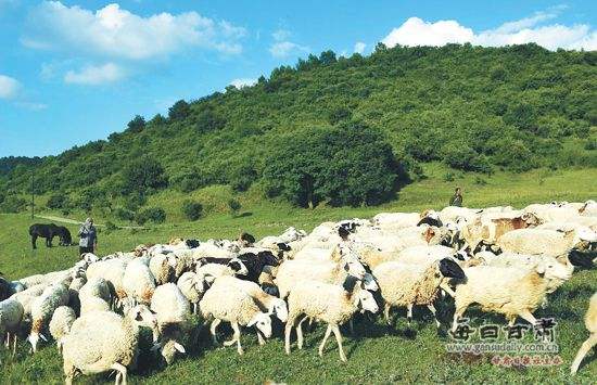 農業品牌策劃公司需要培養這樣的團隊嗎？