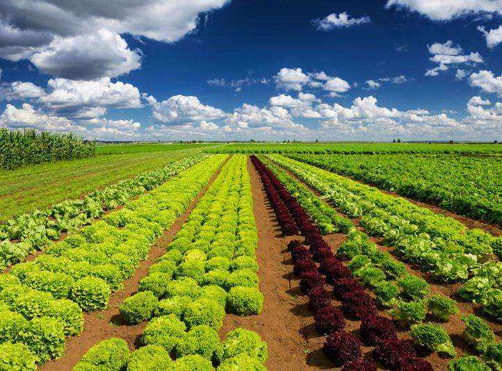 農產品品牌設計有多重要？