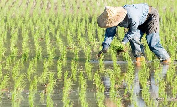 農業(yè)品牌戰(zhàn)略規(guī)劃，對業(yè)務成功的作用