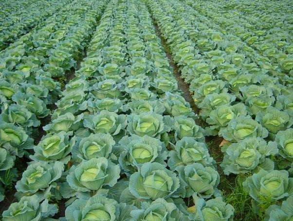 農業品牌策劃 農業品牌策劃