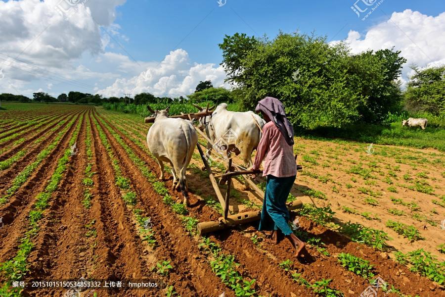 農業品牌策劃 農業品牌策劃