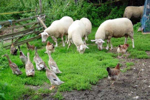 有機農業品牌定位,農業品牌定位 有機農業品牌定位,農業品牌定位