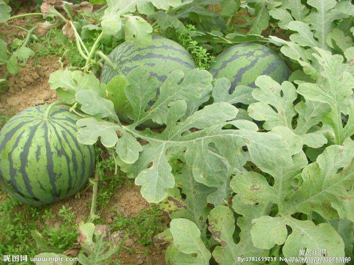 農(nóng)業(yè)品牌策劃，農(nóng)產(chǎn)品品牌策劃，西瓜農(nóng)業(yè)品牌策劃