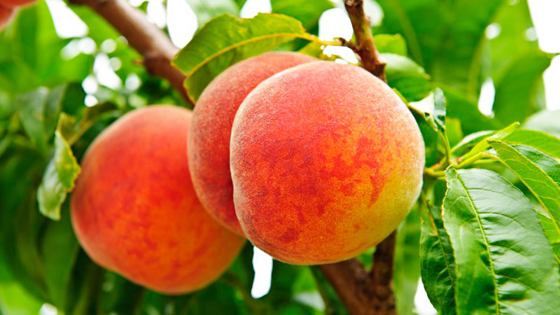 水蜜桃品牌設(shè)計(jì)包裝