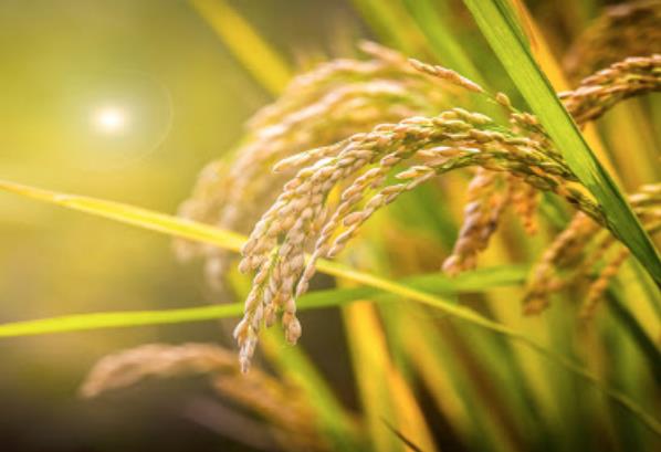 農業發展戰略策劃 農產品品牌策劃設計公司 農業發展戰略策劃 農產品品牌策劃設計公司