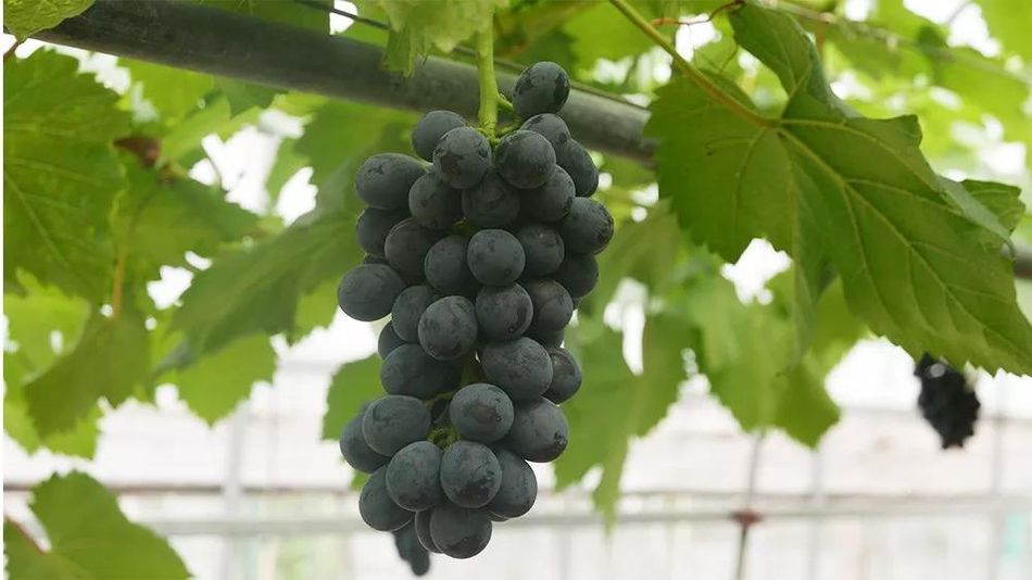 聚焦品牌轉(zhuǎn)型升級(jí)，推動(dòng)馬陸葡萄品牌力持續(xù)向上