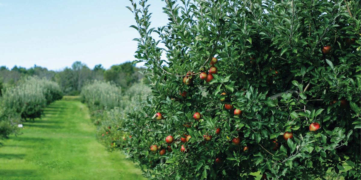 果業公司品牌建設:水果品牌設計 果業公司品牌建設:水果品牌設計