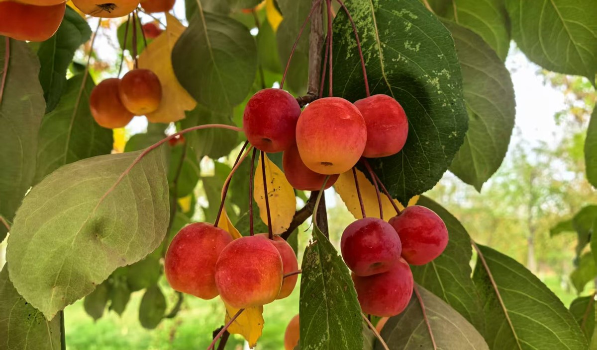 2025春節后農業類公司營銷攻略-美御