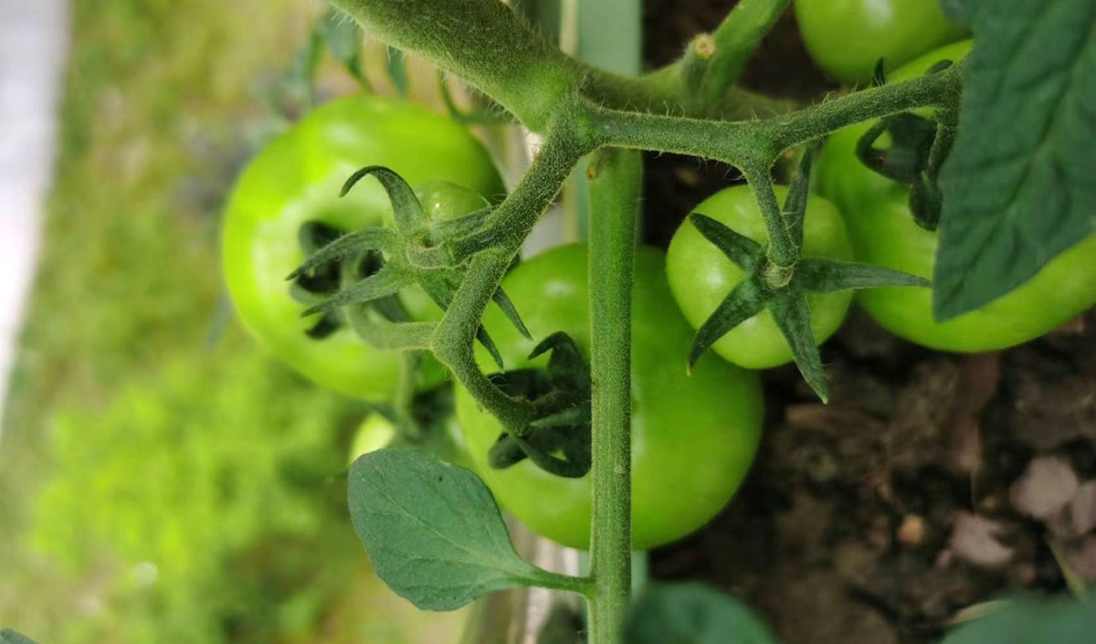 農業品牌策劃公司推薦：口碑好的選擇助您品牌騰飛